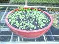 Seedling Pot_ 1